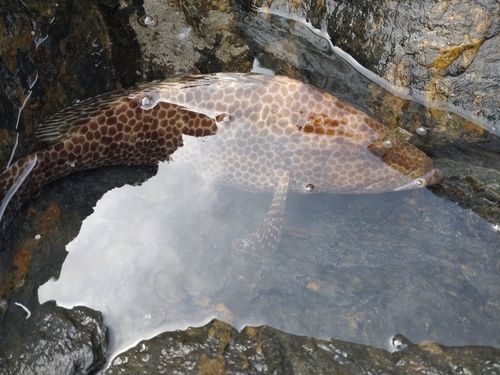 オオモンハタの釣果