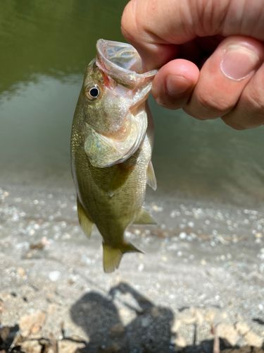 ラージマウスバスの釣果