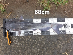 アメリカナマズの釣果