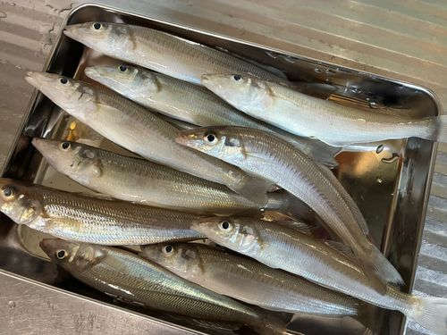 キスの釣果