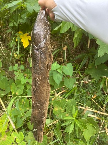 ライギョの釣果