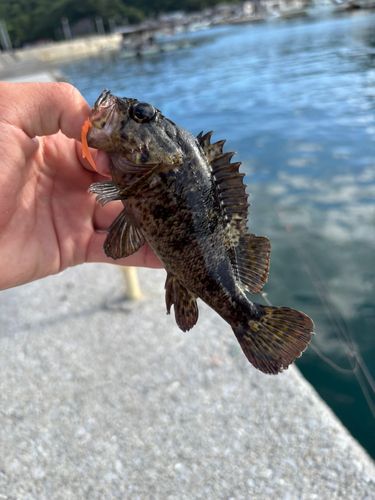 ムラソイの釣果