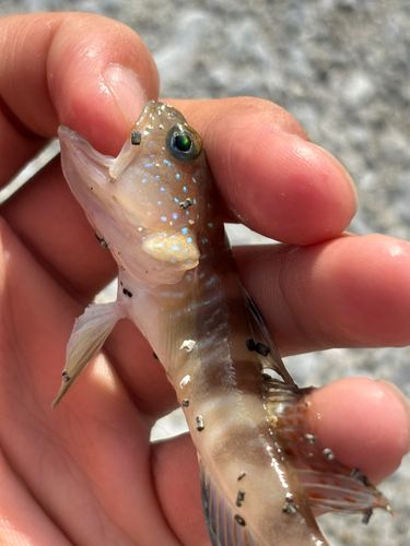 イトヒキハゼの釣果