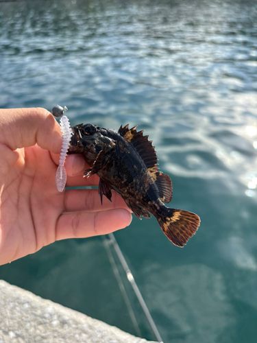 ムラソイの釣果
