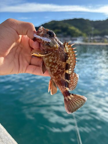 ガシラの釣果