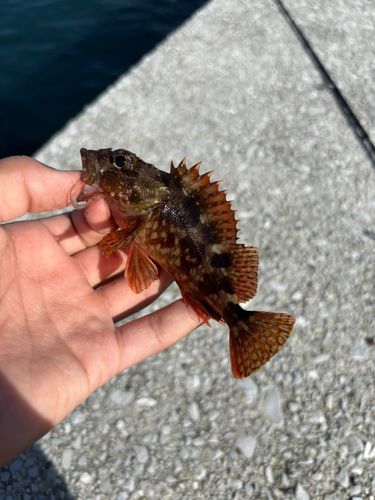 ガシラの釣果