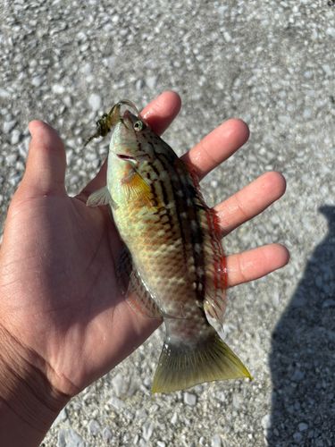 ホシササノハベラの釣果