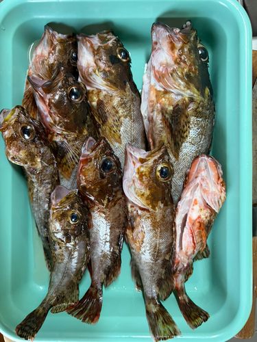 カサゴの釣果