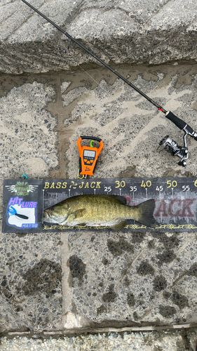スモールマウスバスの釣果