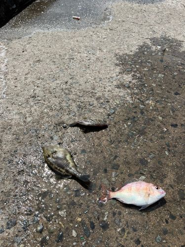 カワハギの釣果