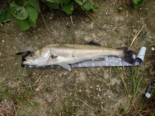 スズキの釣果