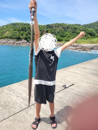 アオヤガラの釣果
