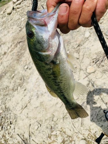 ラージマウスバスの釣果