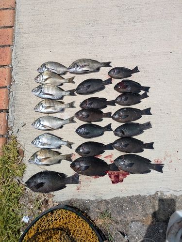 釣果