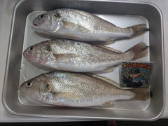イシモチの釣果