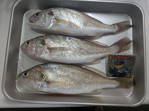イシモチの釣果