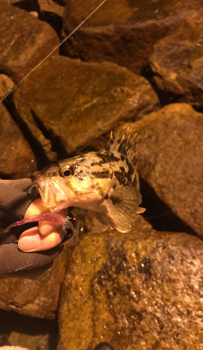 アラカブの釣果