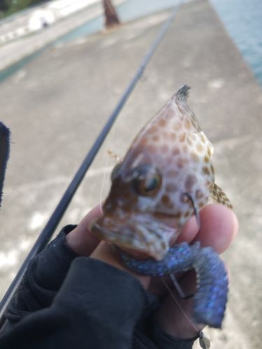オオモンハタの釣果