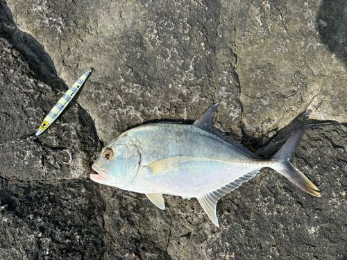 メッキの釣果
