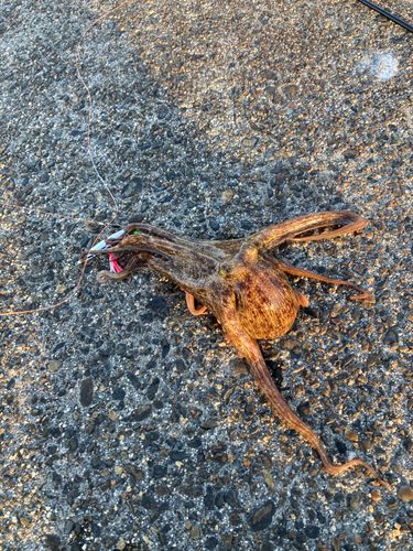 タコの釣果