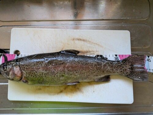 ニジマスの釣果