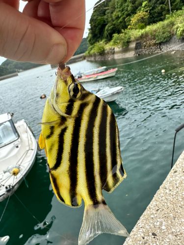 カゴカキダイの釣果