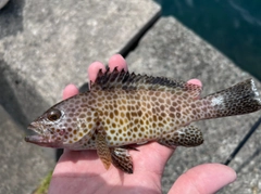 オオモンハタの釣果