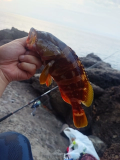 アカハタの釣果