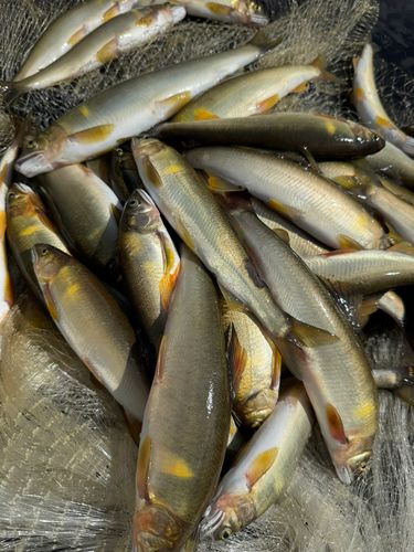 アユの釣果