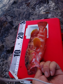 アカハタの釣果