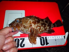 カサゴの釣果
