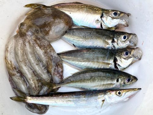 タコの釣果