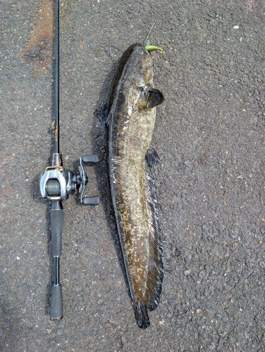 ナマズの釣果