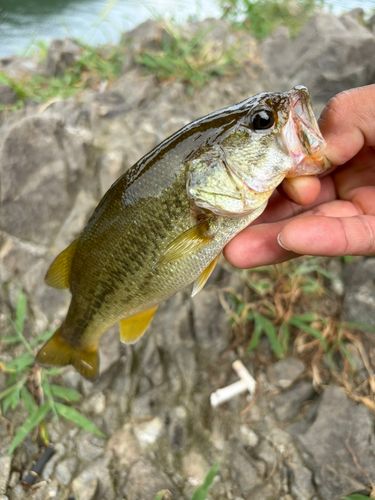 ラージマウスバスの釣果