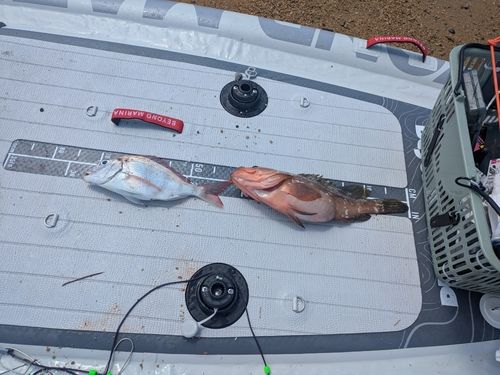 アコウの釣果