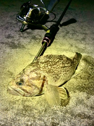 クロソイの釣果