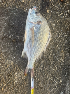 クロダイの釣果
