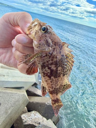 カサゴの釣果