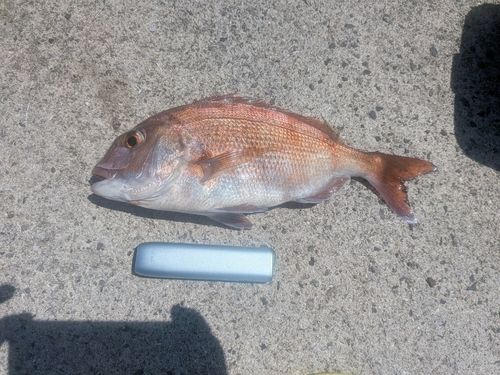 マダイの釣果