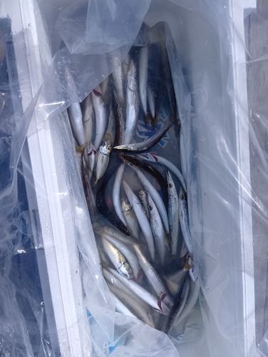 カマスの釣果