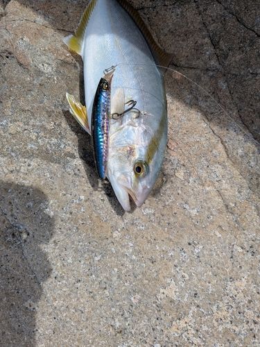 ネリゴの釣果