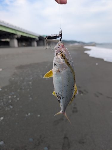 ショゴの釣果