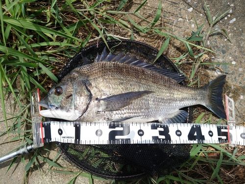 クロダイの釣果