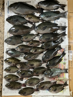 クロの釣果