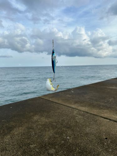 シロサバフグの釣果