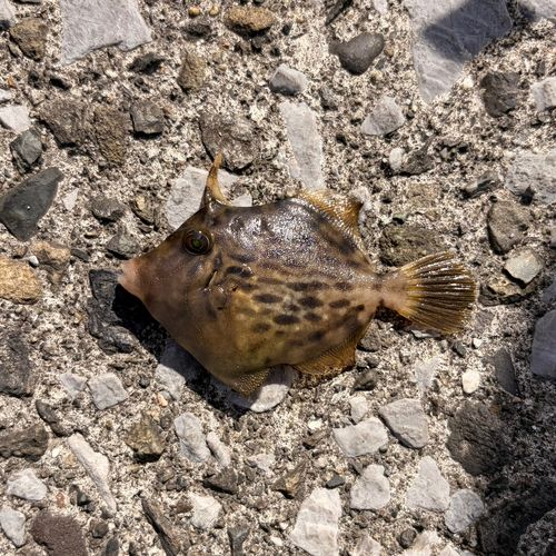 カワハギの釣果