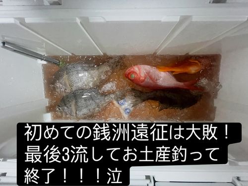 メイチダイの釣果