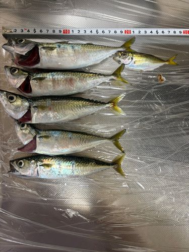 サバの釣果
