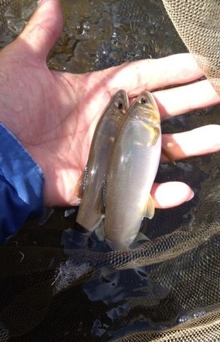 アユの釣果