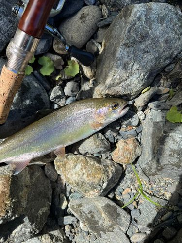 オショロコマの釣果